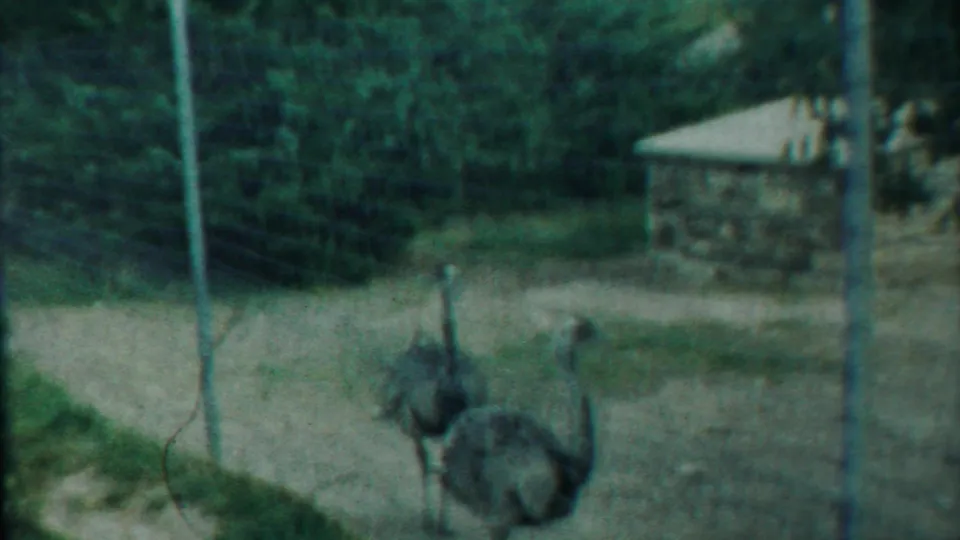 1958 8mm frame from Kansas showing two emus walking inside a wire-fenced outdoor enclosure with stone buildings and trees in the background.