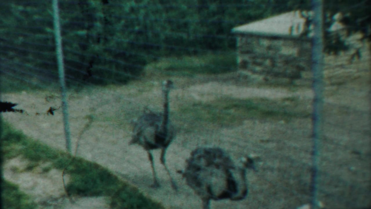 Two emus separated across a dirt path inside a fenced enclosure.