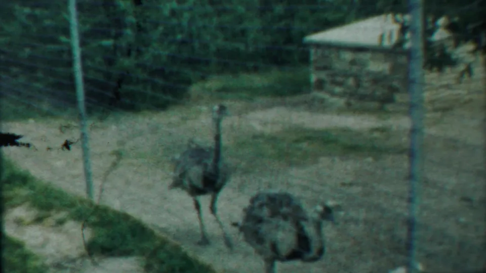 1958 Kansas home-movie frame showing two emus in a fenced dirt enclosure, with a low stone building and trees beyond the fence.