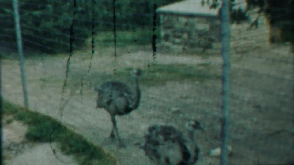 Soft 1958 8mm Kansas frame showing two emus near a wire fence, a dirt path, grass, stone structure, and visible vertical film wear.