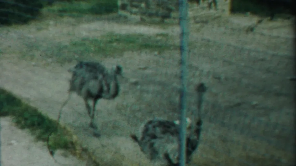 1958 Kansas 8mm frame showing two emus in an outdoor wire-fenced enclosure, with dirt ground, grass, fence posts, and trees in the background.