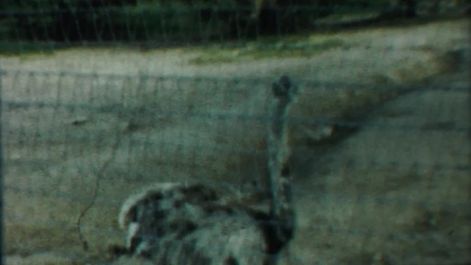 An emu or similar large bird stands behind a wire fence in 1958 Kansas home-movie footage.