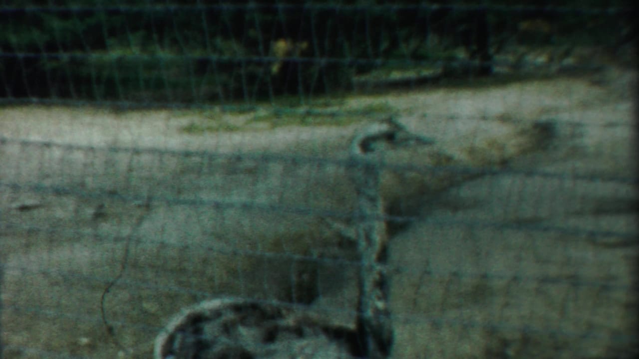 Large bird near a fence post with mesh across the foreground.