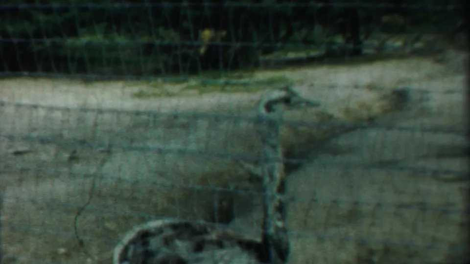 The bird remains near the wire fence, its long neck and body softened by 8mm grain and focus.