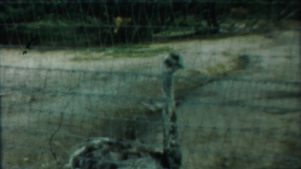 A grainy 8mm frame shows the large bird partly obscured by fence wires in the outdoor enclosure.