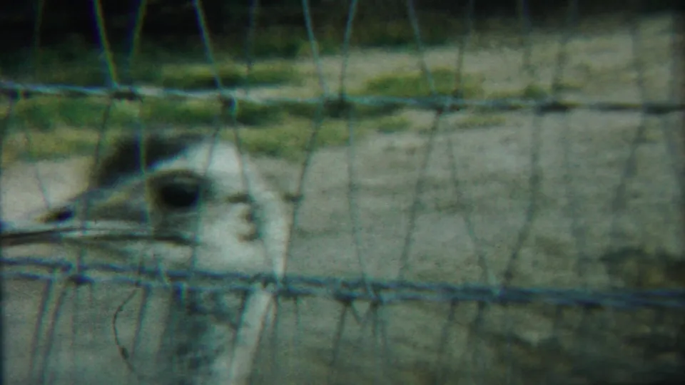 Foreground wire mesh dominates the frame while the large bird stands beyond it in the Kansas enclosure.