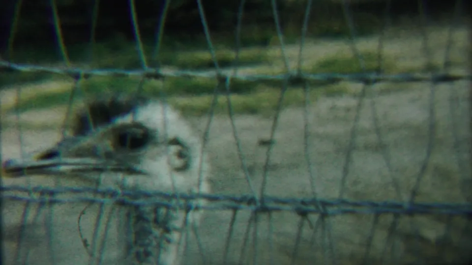 1958 Kansas 8mm frame showing an ostrich head and long neck viewed close behind a wire mesh zoo fence.