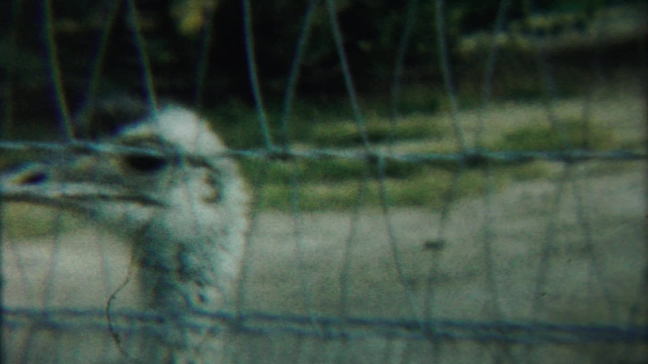 Ostrich in profile behind wire mesh, with its beak and dark eye visible.