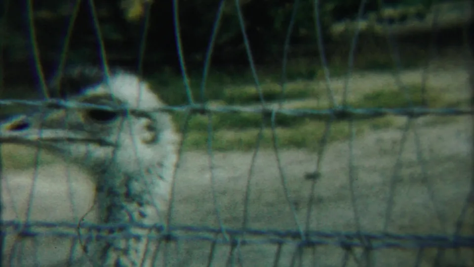 Soft 8mm frame of the ostrich shifting near the edge of the shot, still separated by the wire enclosure.
