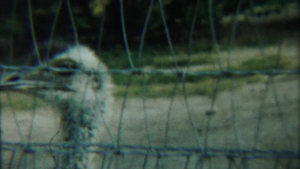 1958 Kansas zoo footage frame with the ostrich centered behind wire mesh, its beak, eye, and pale neck feathers visible.