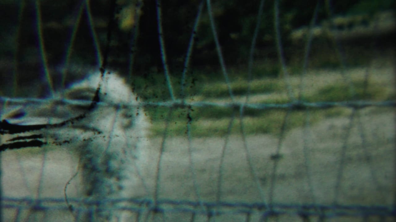 1958 8mm frame from Kansas showing an ostrich standing close behind wire fencing in a shaded animal enclosure.