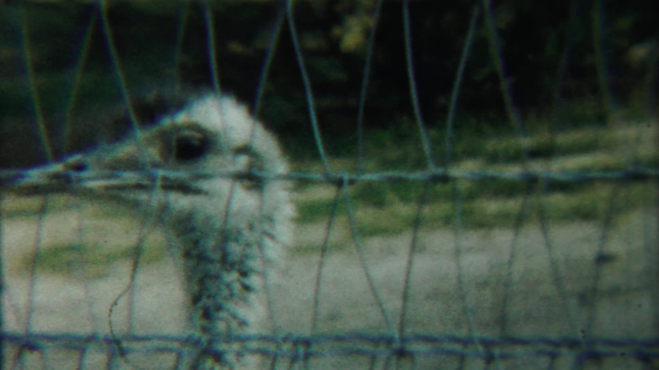 Ostrich head and neck seen through wire mesh in an outdoor enclosure.