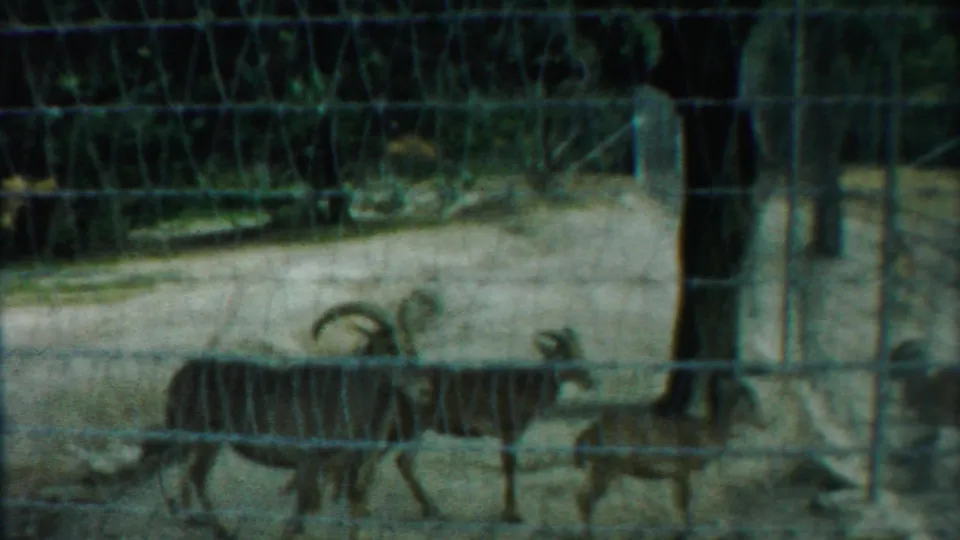 Goats move behind lower fencing in the 1958 Kansas animal-enclosure footage, with posts and a dirt path visible.