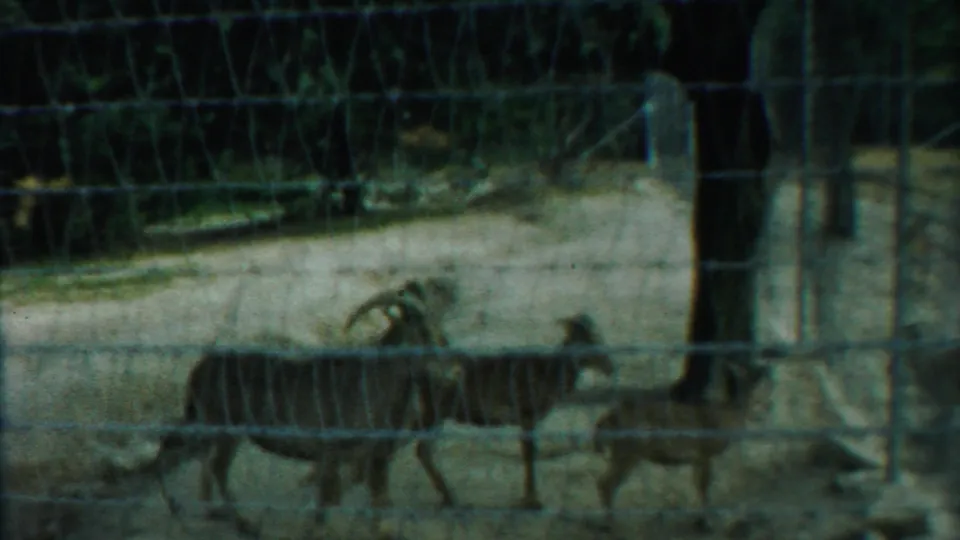 A group of goats appears behind wire fencing in a Kansas animal enclosure, filmed in soft, faded 8mm color.
