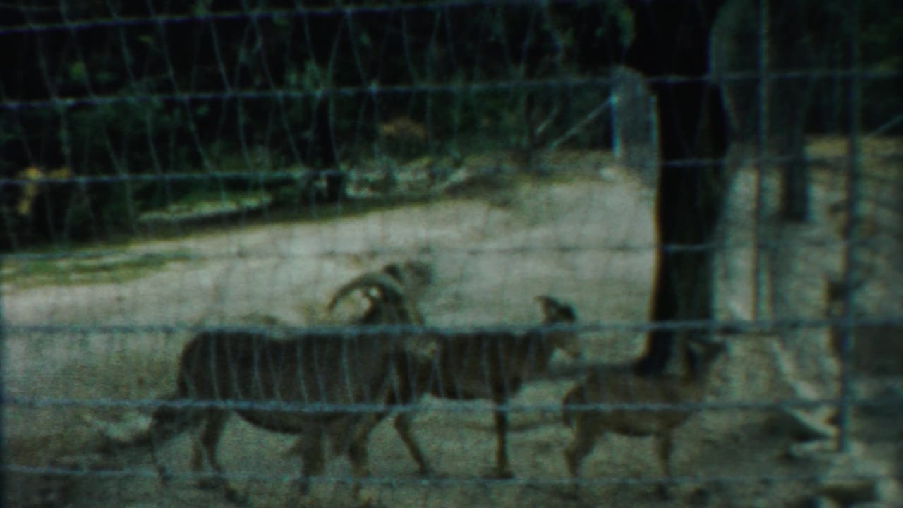 In 1958 Kansas 8mm footage, several horned rams appear behind a wire fence in a simple outdoor enclosure.