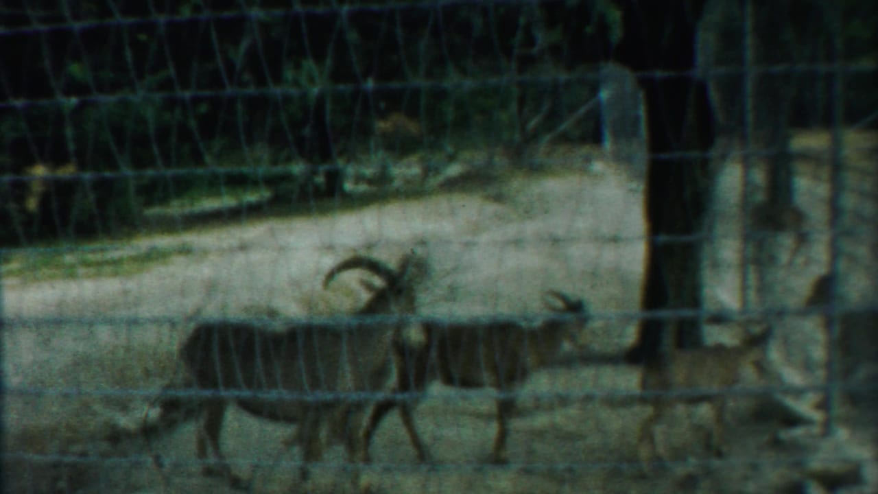 Rams and smaller animals move behind a wire fence near enclosure posts.