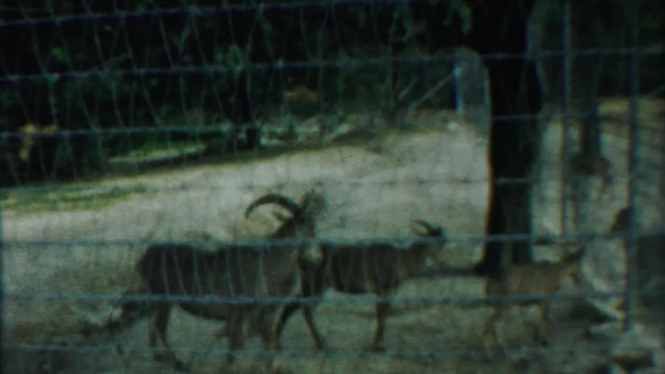 Several horned rams and smaller goat-like animals are seen through fencing in the 1958 Kansas enclosure scene.