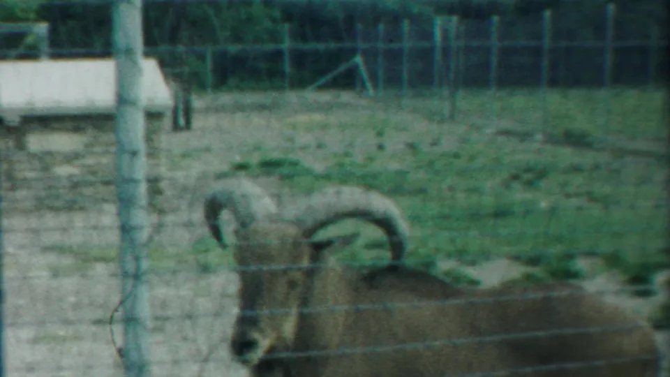 A horned ram is framed through wire fencing, with grass, pale posts, and enclosure ground visible in Kansas home-movie footage.