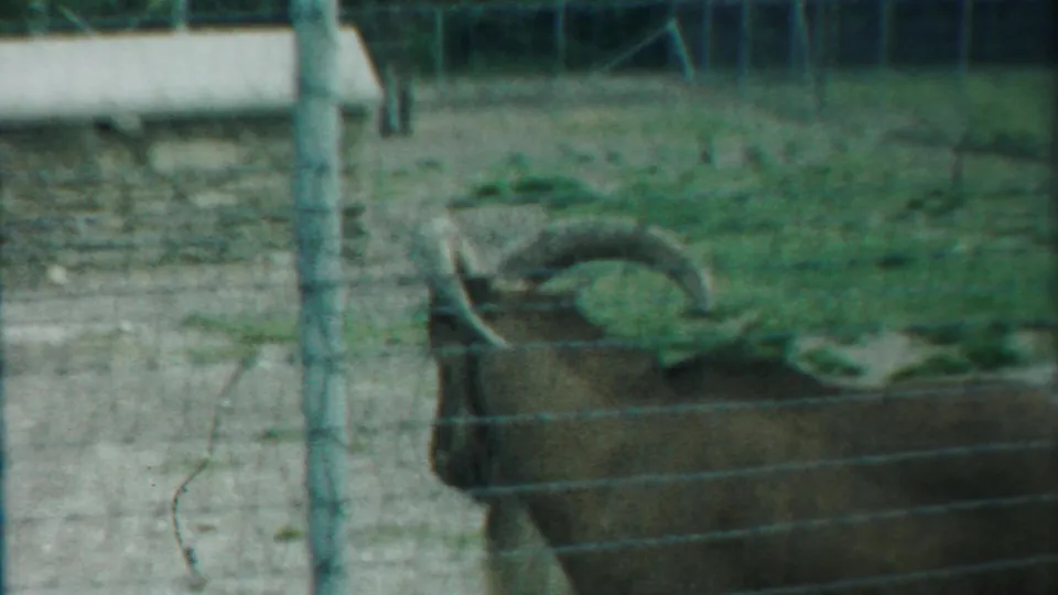 The final frame shows a horned ram near a low wall or trough, viewed through fencing in the 1958 Kansas animal enclosure footage.