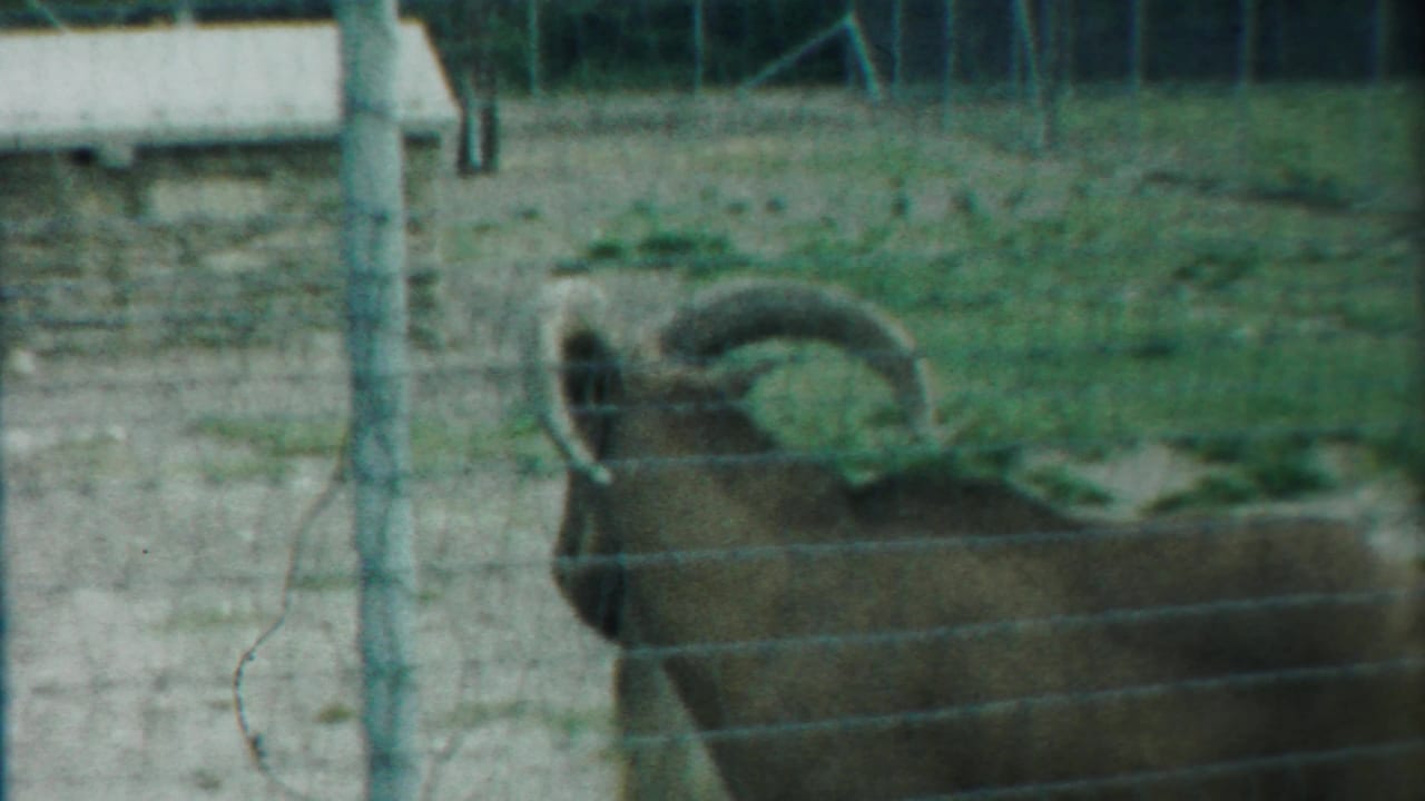 Horned ram standing behind wire fencing in a dirt paddock.