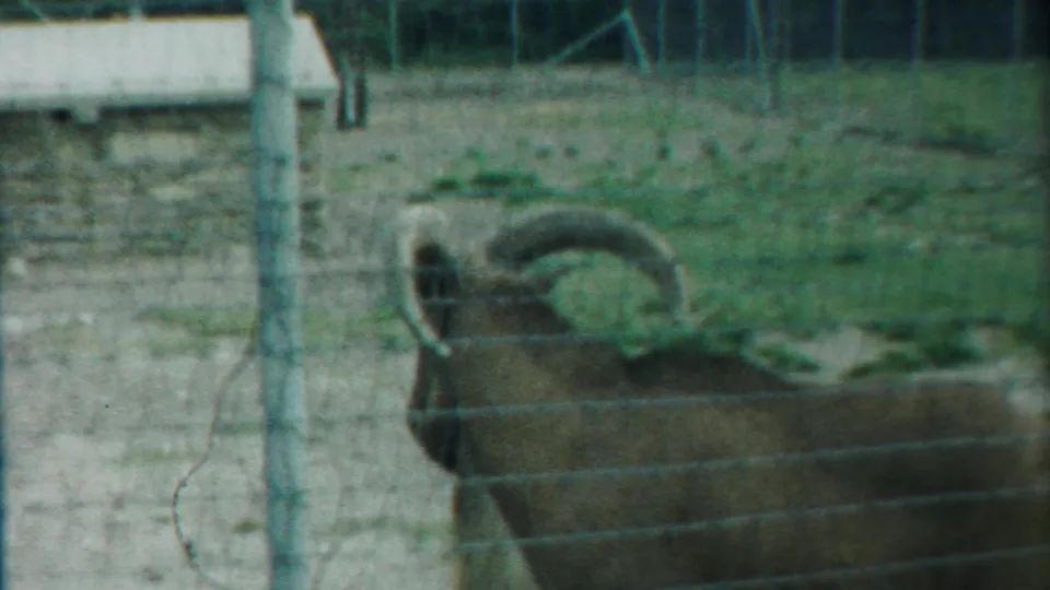 Large horned ram seen through wire fencing in a rural Kansas farm paddock, consistent with the stated 1958 8mm footage.