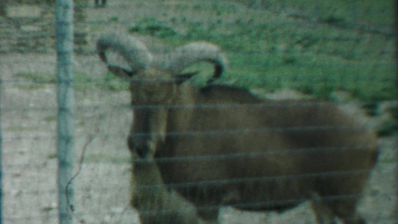 Ram in profile behind a wire fence with curved horns visible.