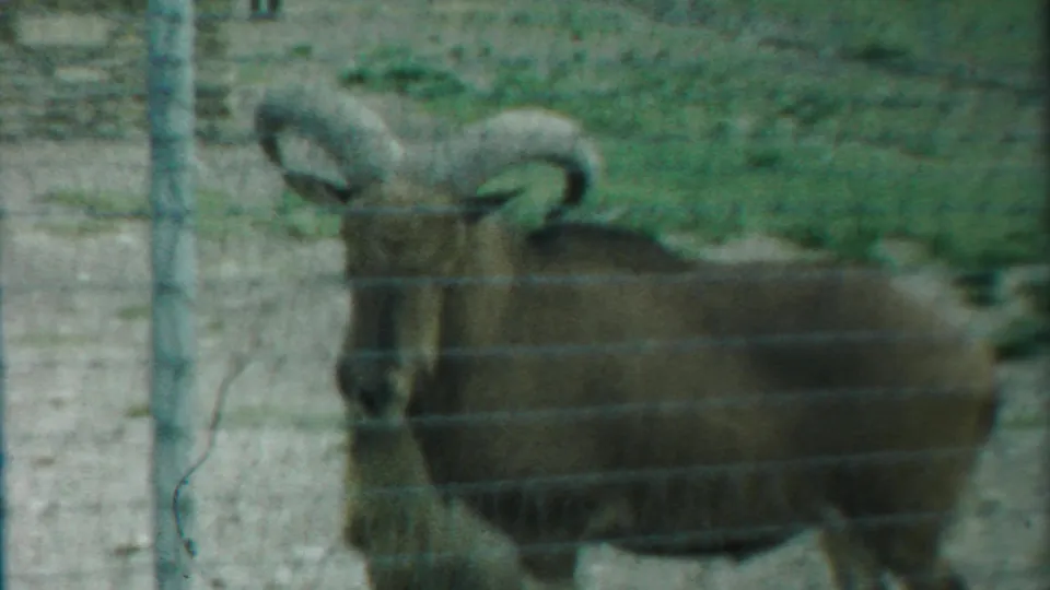 Profile view of the large ram behind wire fencing in the Cheyenne County, Kansas farm enclosure noted in the clip metadata.