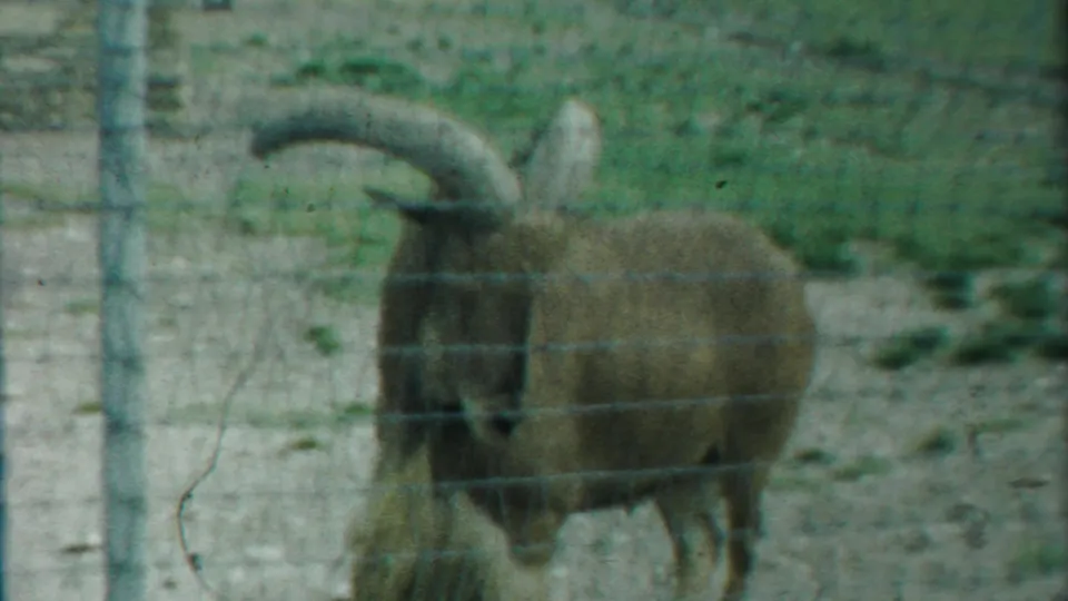 The ram stands near the fence, partly facing the camera, in muted 8mm footage of a Kansas farm paddock.