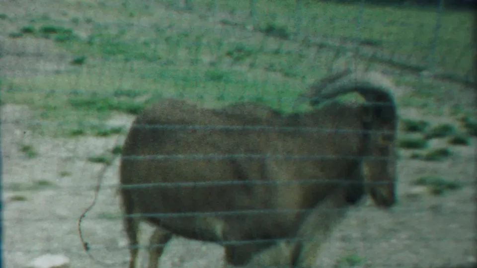Side view of the horned ram moving along the wire fence in the stated 1958 Cheyenne County, Kansas farm footage.