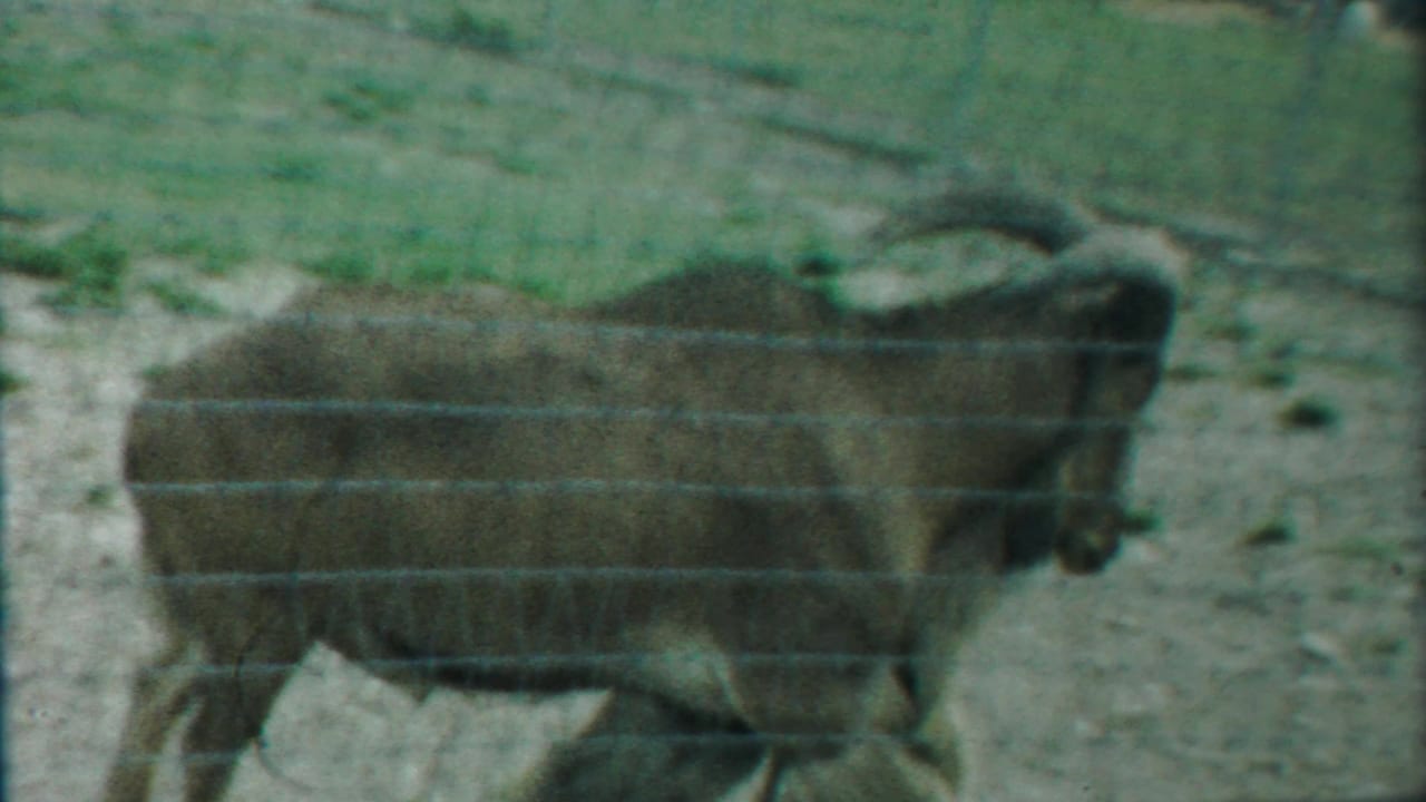 Long-haired horned goat walking behind wire fencing in a dirt-and-grass enclosure.