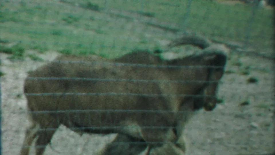 A long-haired goat with curved horns walks inside a wire enclosure in 1958 Cheyenne County, Kansas 8mm home-movie footage.