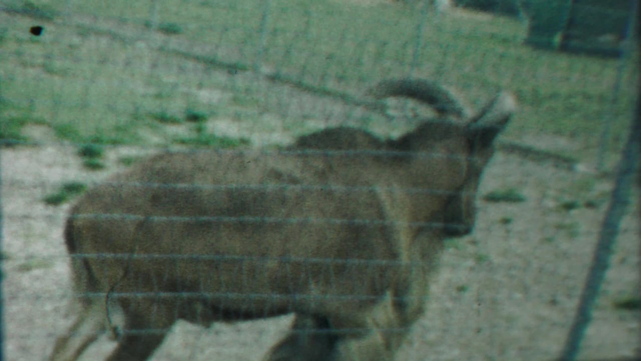 Horned goat seen in profile behind wire fencing on patchy ground.