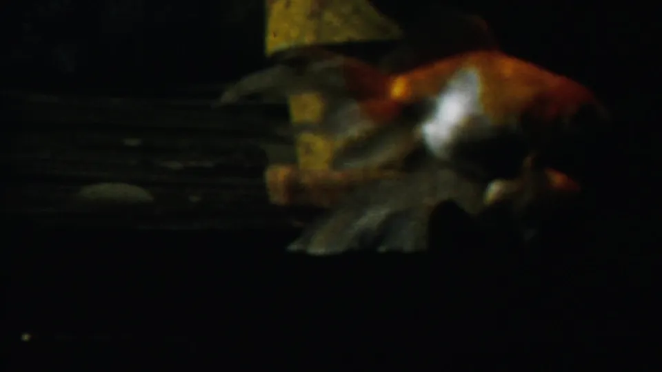 An orange-and-white goldfish swims through a dark aquarium scene, filmed in close-up on 8mm home-movie stock.