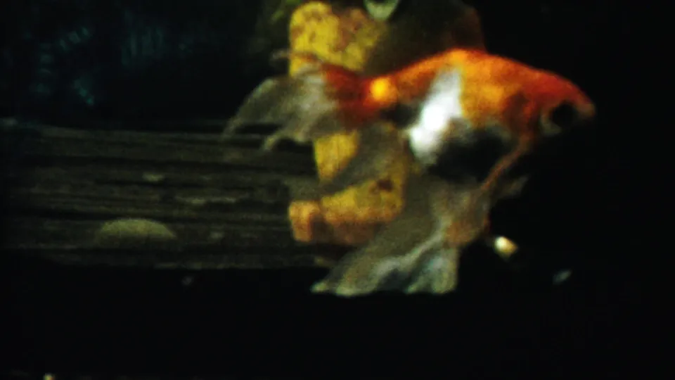 Close aquarium view of an orange-and-white goldfish against a dark background, with warm color and visible 8mm grain.