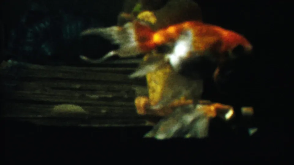 1958 Kansas 8mm frame of a goldfish passing a yellow rock-like ornament inside a dim aquarium.