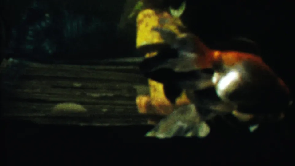 Dim 8mm aquarium frame from 1958 Kansas showing the goldfish close to a yellow ornament, with motion blur on its fins.