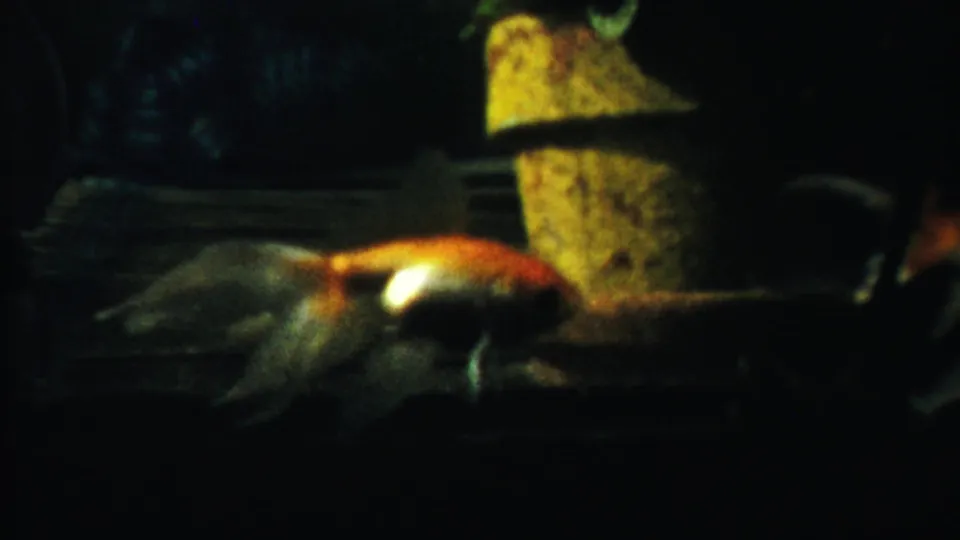 Final 1958 Kansas aquarium frame with the goldfish crossing low in the dark tank beside the yellow rock-like ornament.