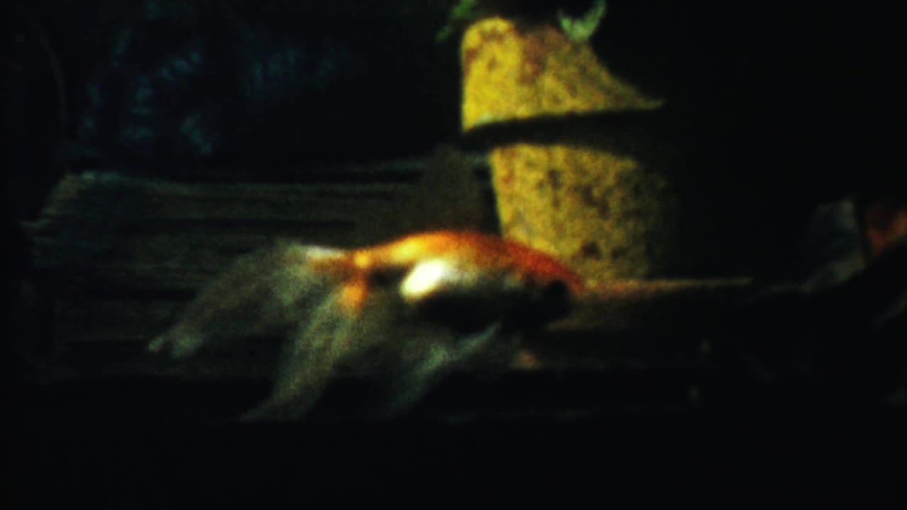 1958 8mm home-movie frame from Cheyenne County, Kansas, showing a goldfish moving through dark aquarium water near a yellow ornament.