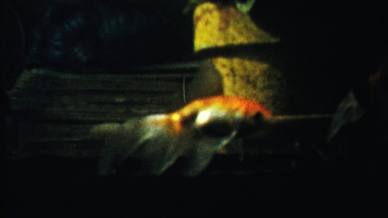 Goldfish crossing the right side of a dark aquarium with a yellow ornament behind it.