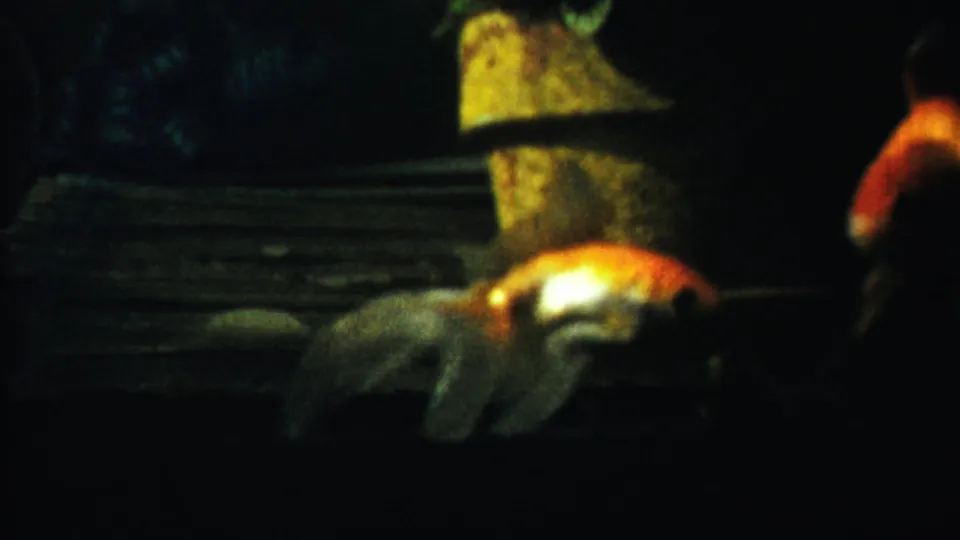 1958 8mm frame from Cheyenne County, Kansas, with the goldfish low in the tank and softened by motion blur and grain.