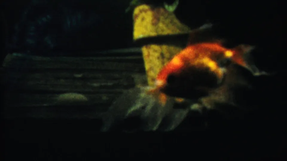 1958 Cheyenne County home-movie frame showing the goldfish nearer the camera, with bright orange coloring against dark water.