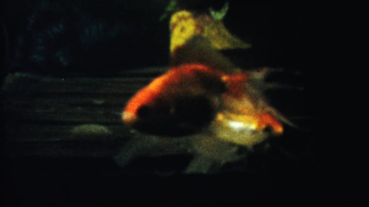 Goldfish swim past a yellow shipwreck-like ornament in a dark aquarium.