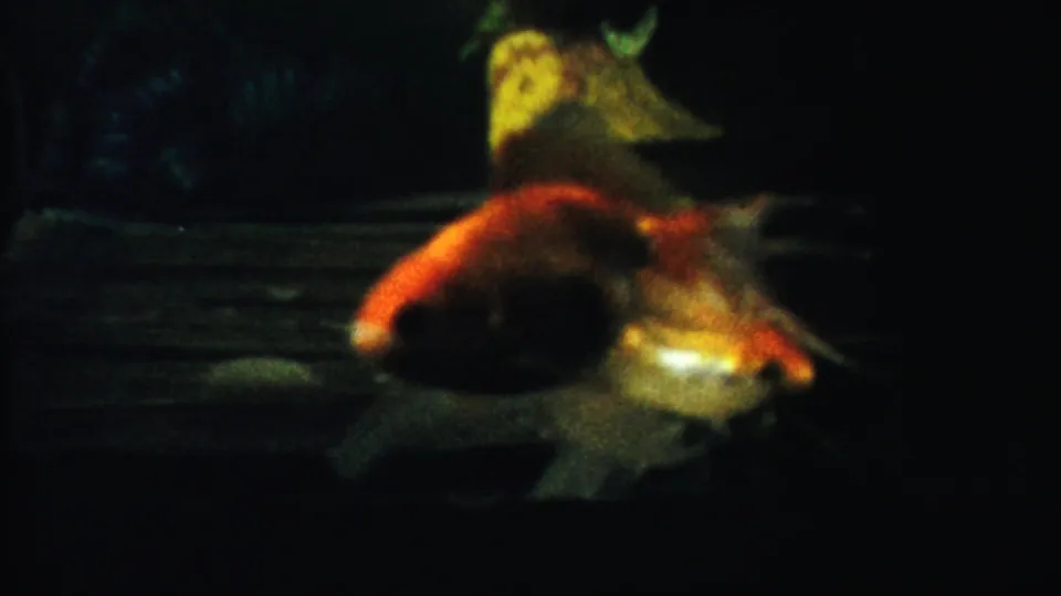 1958 8mm home-movie frame of orange and white goldfish moving through a dim aquarium with a yellow wreck-like decoration behind them.