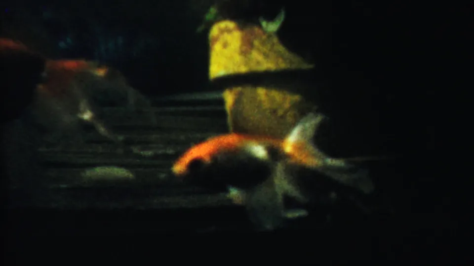 A dim 8mm frame shows goldfish crossing the lower part of the aquarium below a yellow wreck-like decoration.