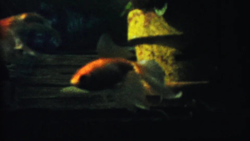 Orange and white goldfish swim across the frame in a dark aquarium, with a yellow shipwreck-like ornament visible behind them.