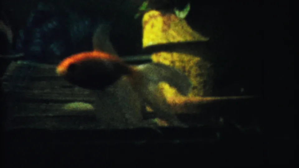 1958 8mm Kansas home-movie frame showing an orange-gold fish in a dim aquarium with dark water and a yellow textured backdrop.