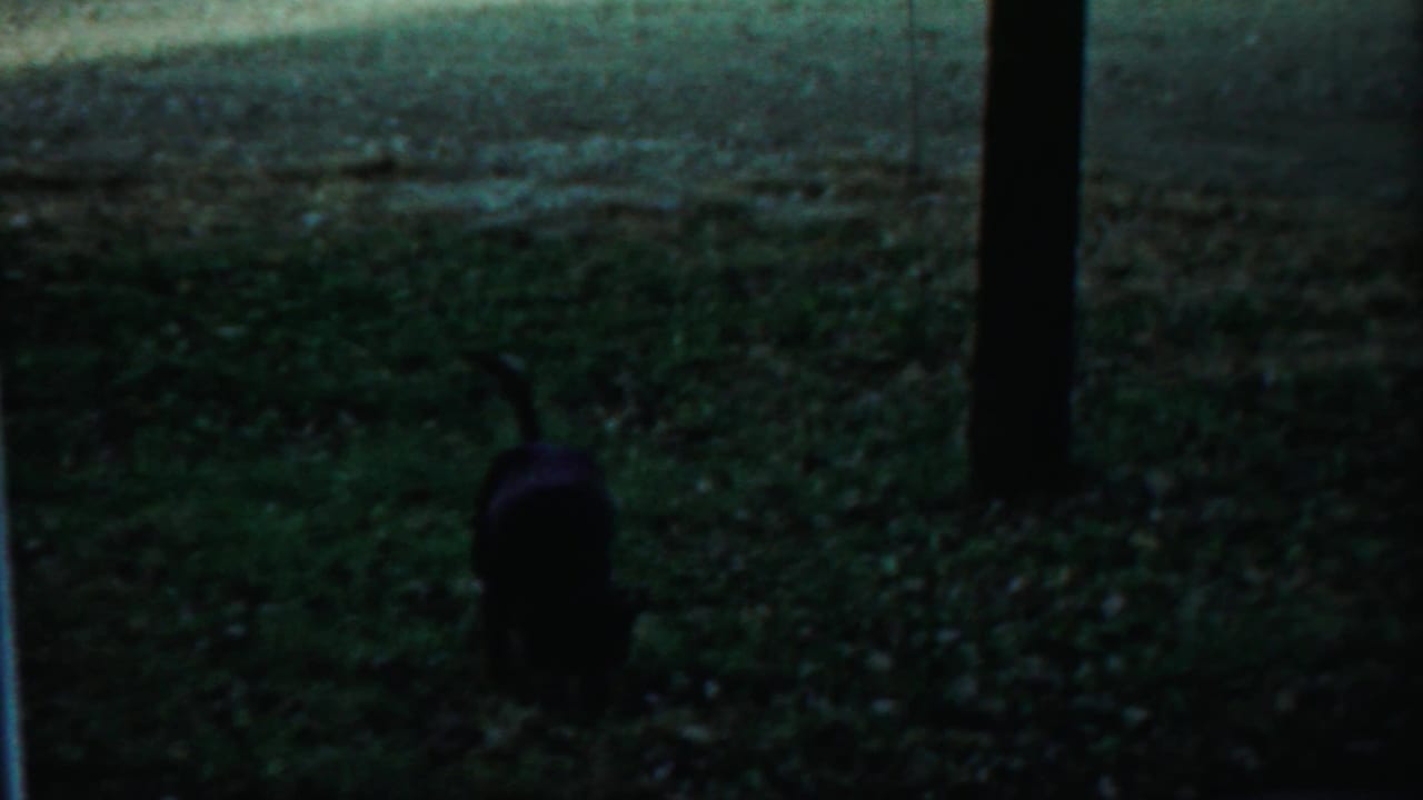 A dark dog crosses a dim grassy lawn in a candid 8mm home-movie frame from the same Kansas reel.