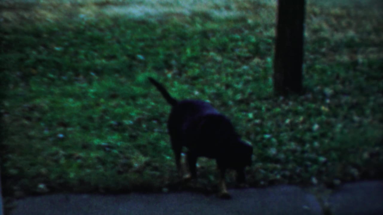 Dark dog standing near a sidewalk or paved edge on a green lawn, filmed in soft 8mm color.