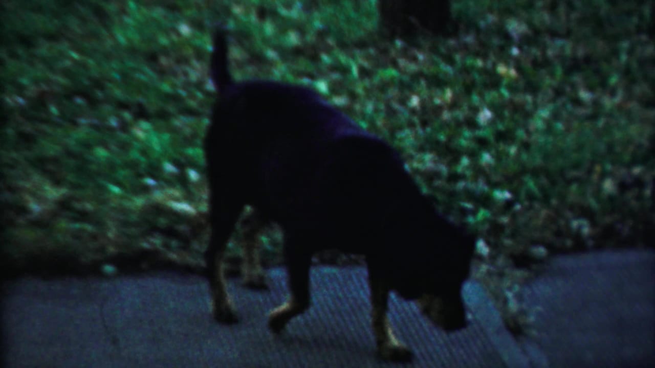 Dark-colored dog sniffing near a walkway beside grass.
