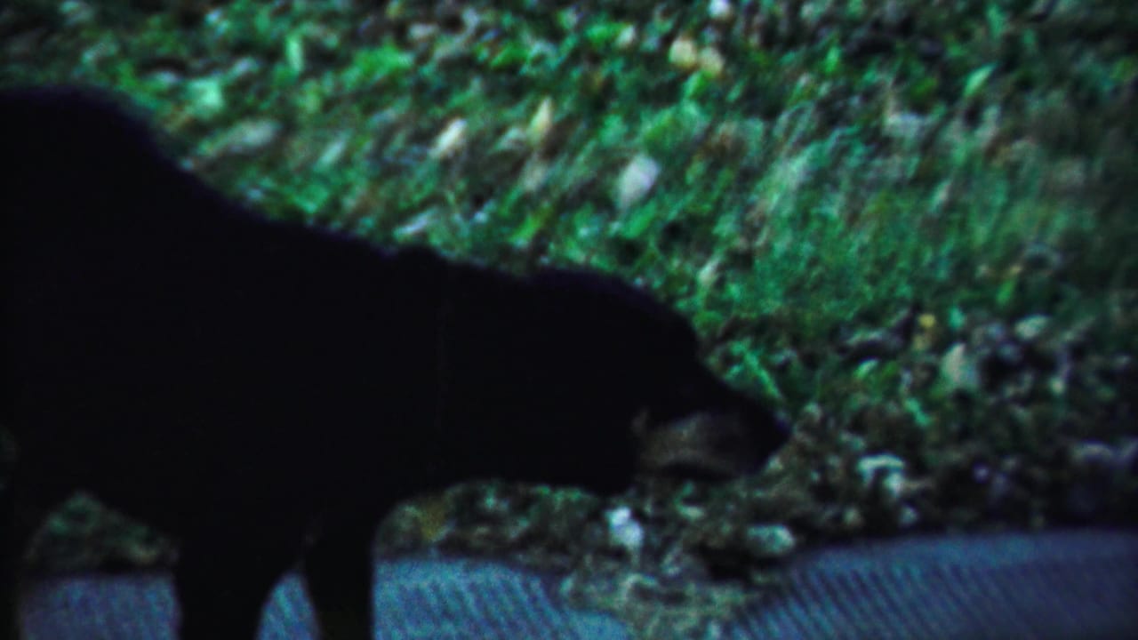 The dog moves in profile past grass and a paved or textured walkway, with soft 8mm color and shadowed detail.